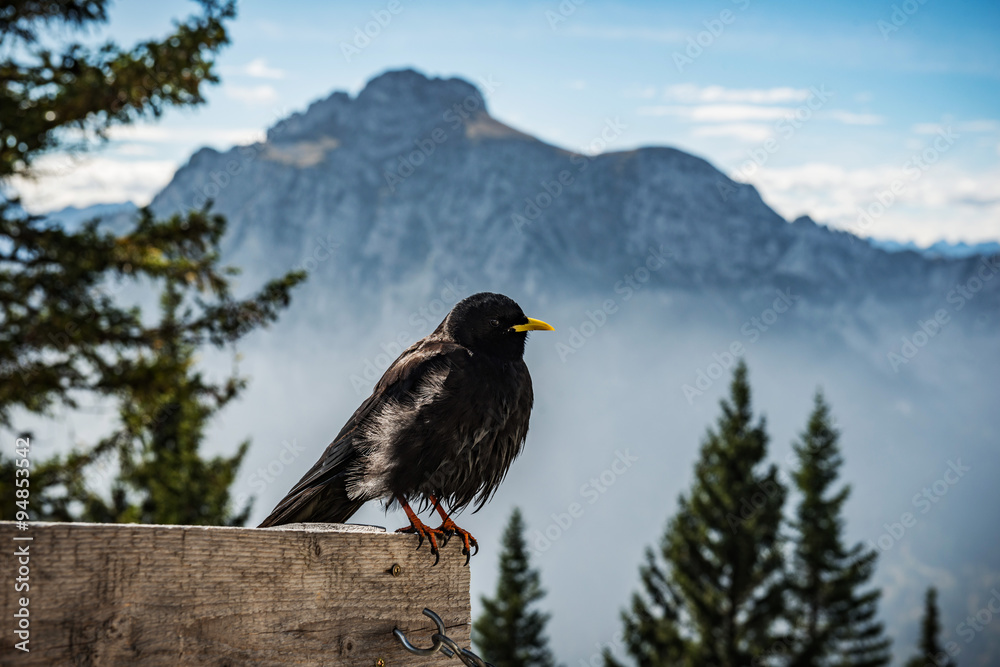 Fototapeta premium Alpine chough
