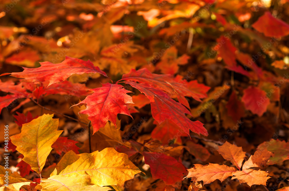 Yellow leaves Yellow leaves