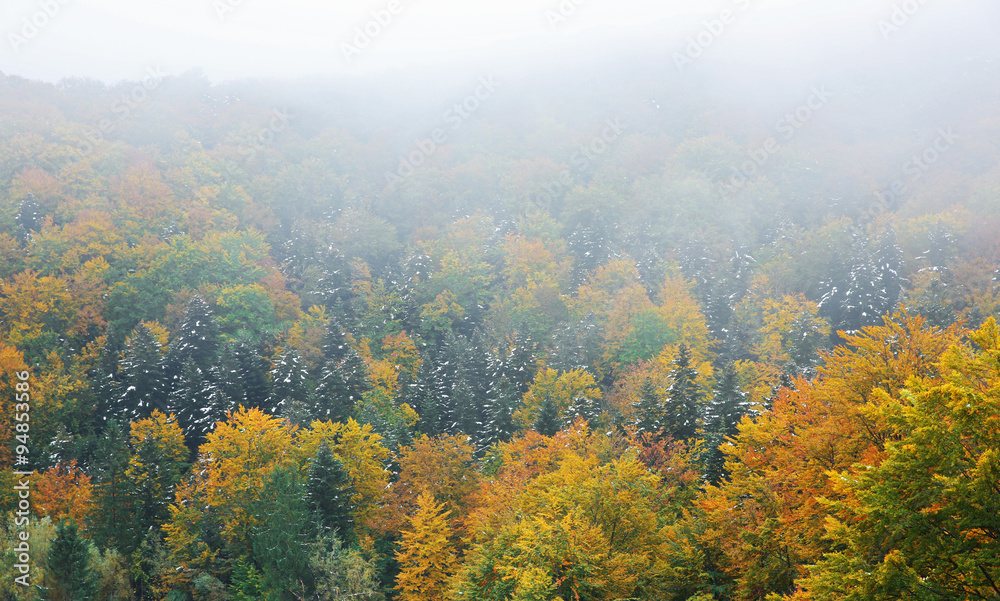 Autumn mountain forest