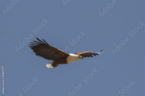 African Fish Eagle