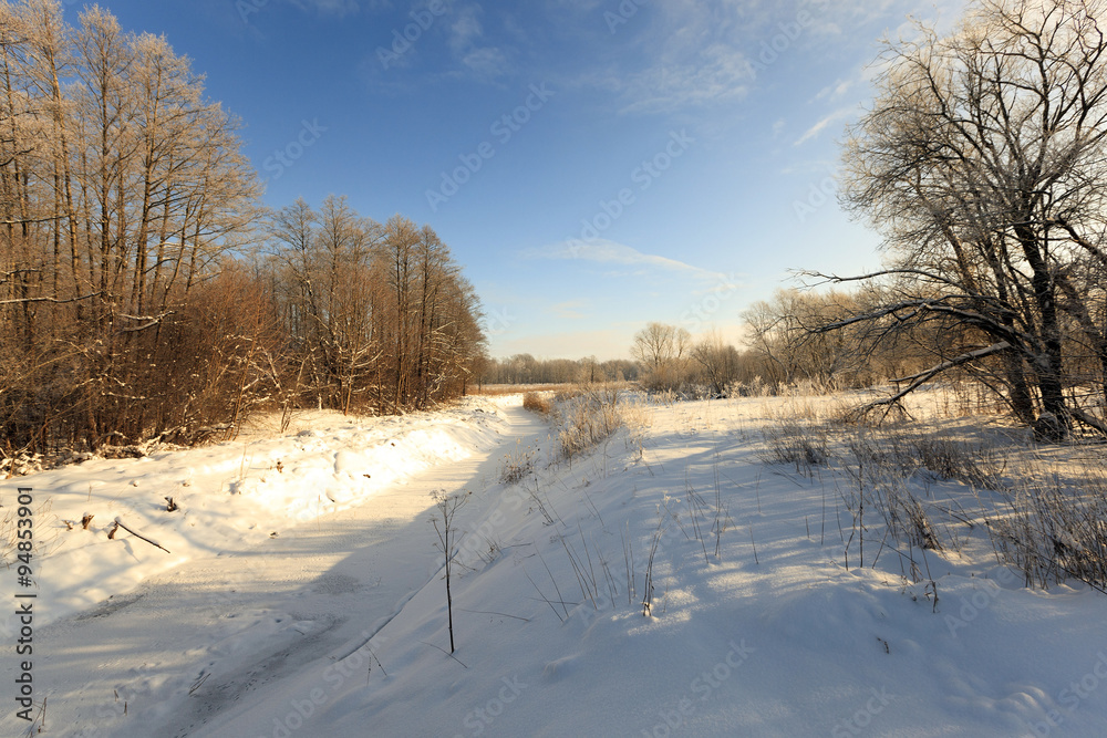 Obraz premium trees in winter 