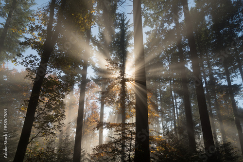 Herbstwald
