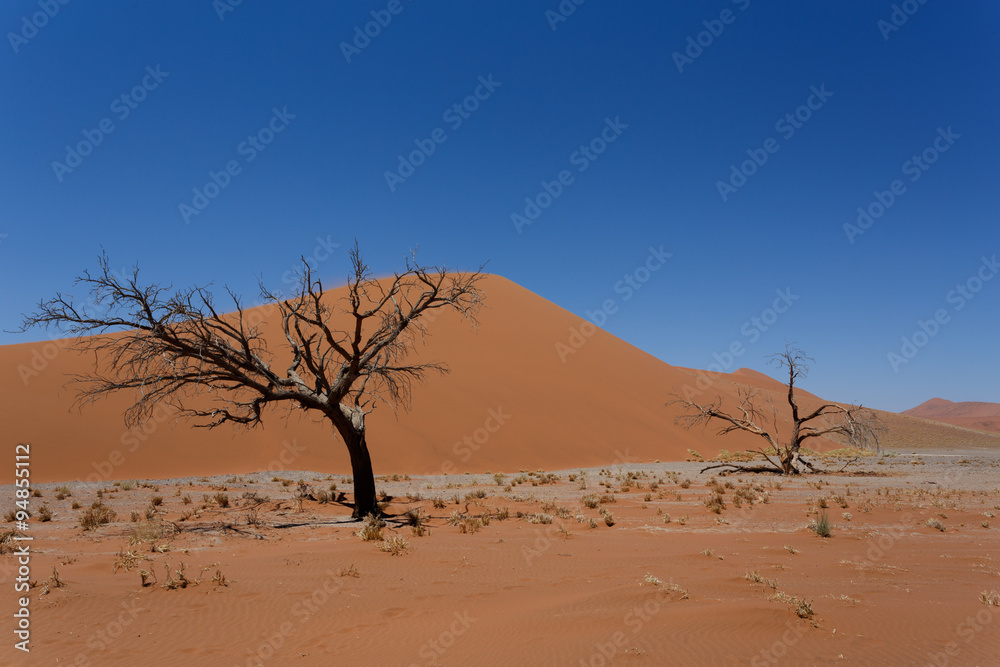 Dune 45 in sossusvlei Namibia with dead tree