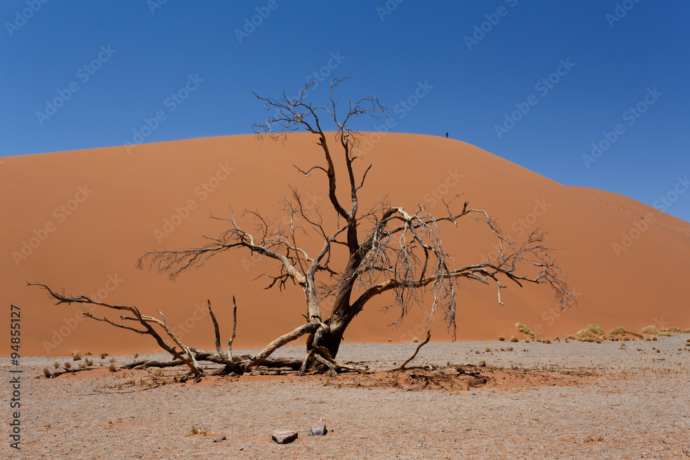 Dune 45 in sossusvlei Namibia with dead tree Dune 45 in sossusvlei Namibia with dead tree