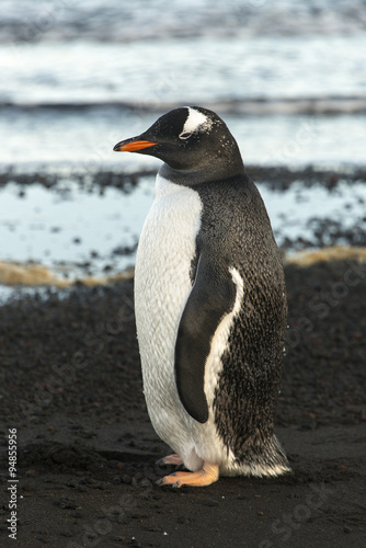 Manchot Papou, base ASPA 134 Punta Cerva, Argentine, côte Danco, Terre de Graham, Antarctique photo