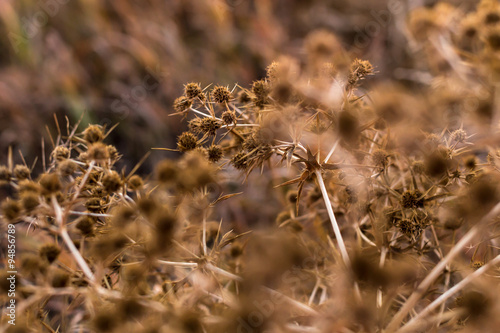 Autumn tumbleweed bush