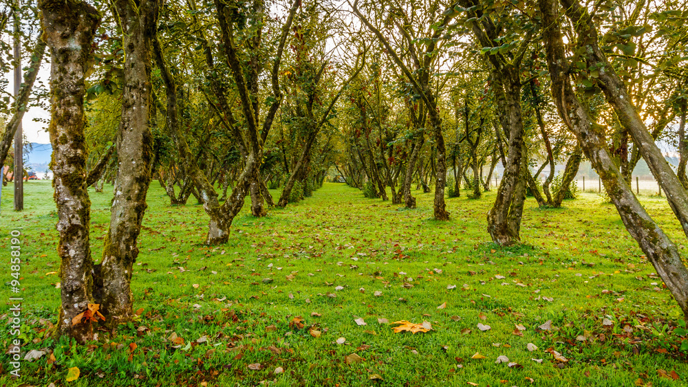 An orchard in the fall in Glen Valley in the Fraser Valley of British Columbia An orchard in the fall in Glen Valley in the Fraser Valley of British Columbia