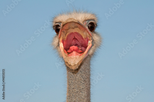 Ostrich shouts, Struthio camelus male © savanno