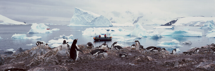 Panoramic view of Gentoo penguins with chicks (Pygoscelis papua), ecological tourists in inflatable Zodiac boat with glaciers and icebergs in Paradise Harbor, Antarctica