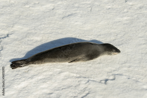 Léopard de mer, Hydrurga leptonyx, Banquise, Mer de Weddell, Antarctique photo