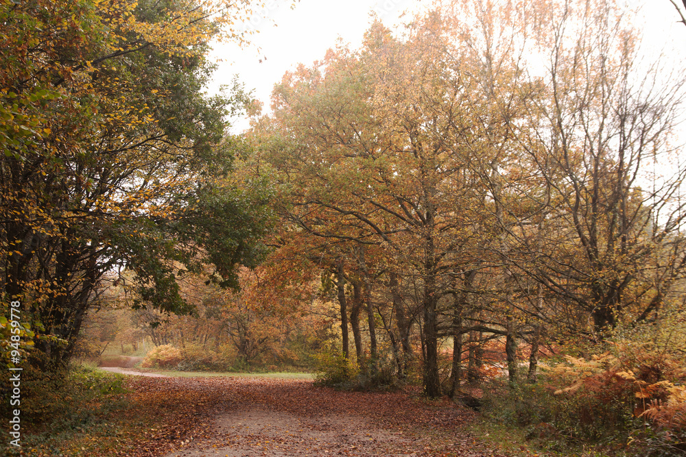 Obraz premium Woodland crossroads in mist & autumn color