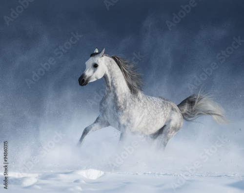 Purebred grey arabian horse galloping during a blizzard