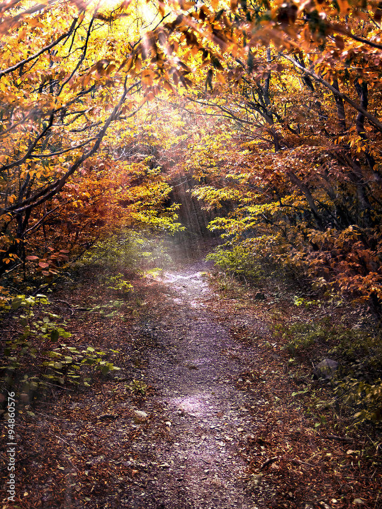 Pathway in the autum forest illuminated by the sun Pathway in the autum forest illuminated by the sun