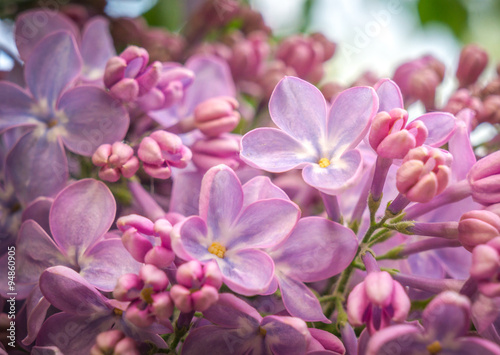 branch with spring lilac flowers © Ruslan Gilmanshin