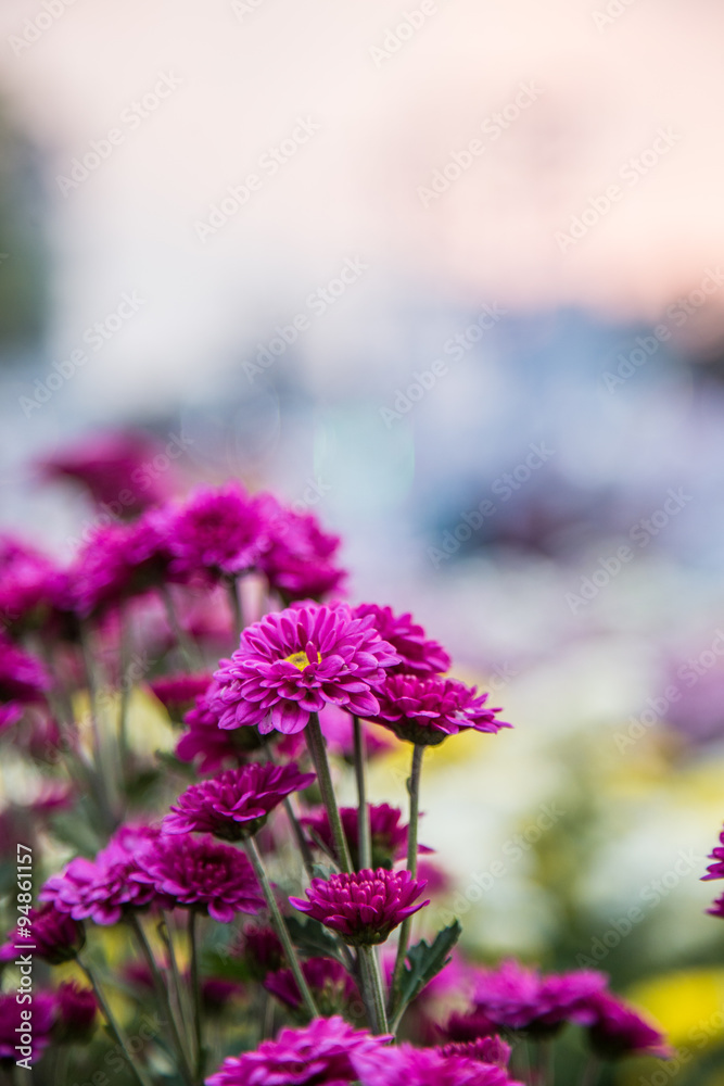 Fototapeta premium Chrysanthemum flowers