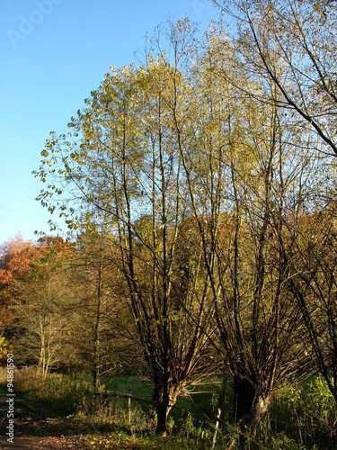 Wanderweg im Schopketal am Menkhauser Bach im Herbst bei blauem Himmel und Sonnenschein im Teutoburger Wald in Oerlinghausen bei Bielefeld am Hermannsweg in Ostwestfalen-Lippe photo