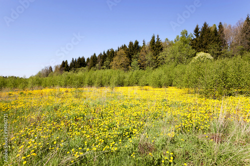 yellow dandelions. spring 