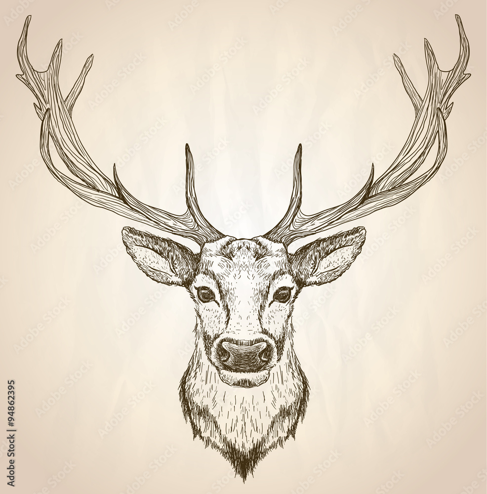 Fototapeta premium Hand drawn graphic illustration of of a deer head with big antlers.