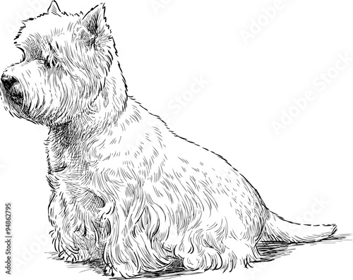 white terrier sits