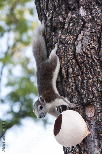 Thai Squirrel photo