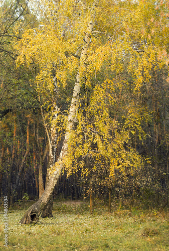 Yellow birch in autumn forest