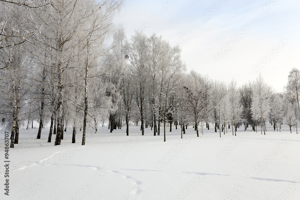 trees in winter trees in winter