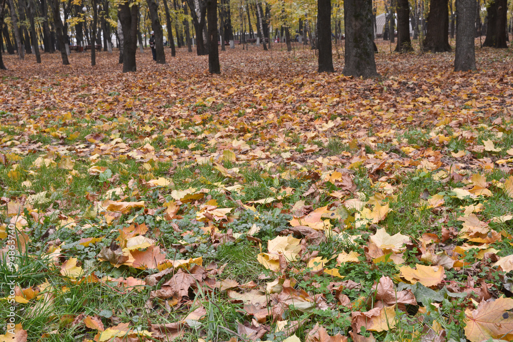 Fallen leaves on the grass in autumn Park. Fallen leaves on the grass in autumn Park.