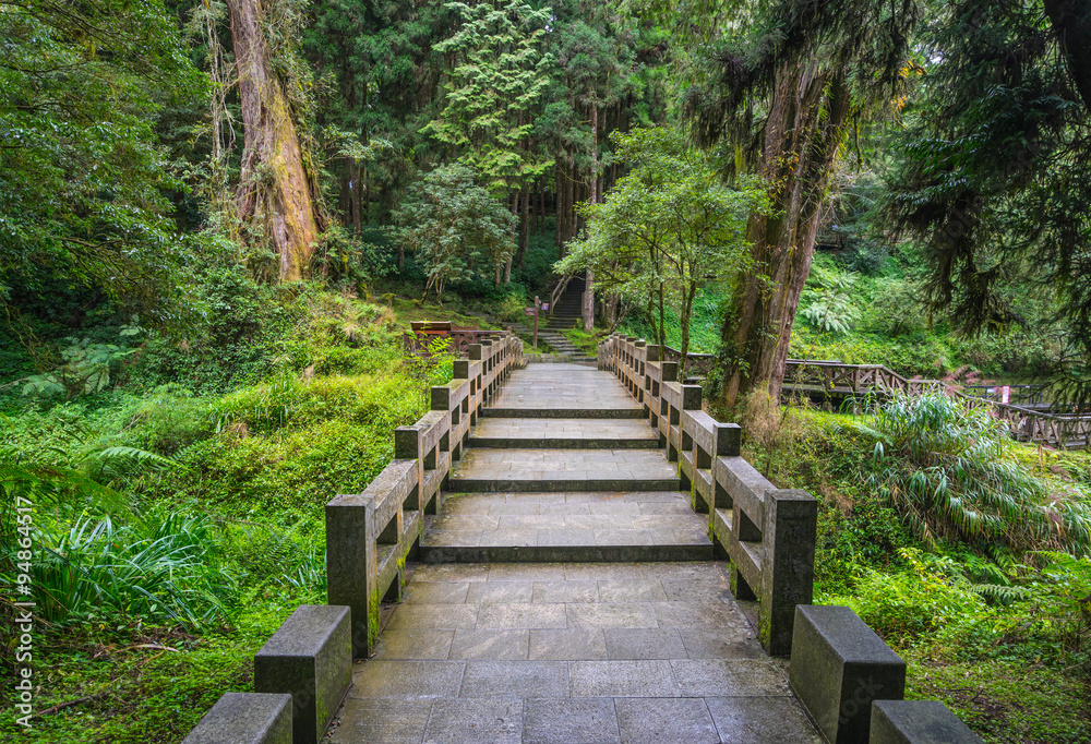 stone bridge in the forest stone bridge in the forest
