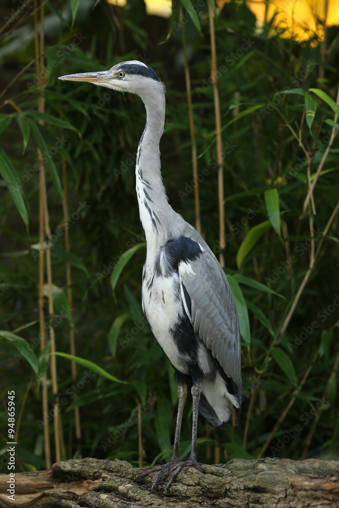 Portrait of a Grey Heron