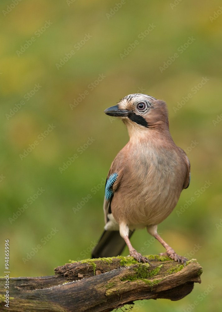 Eichelhäher, Eurasian jay, Garrulus glandarius Eichelhäher, Eurasian jay, Garrulus glandarius