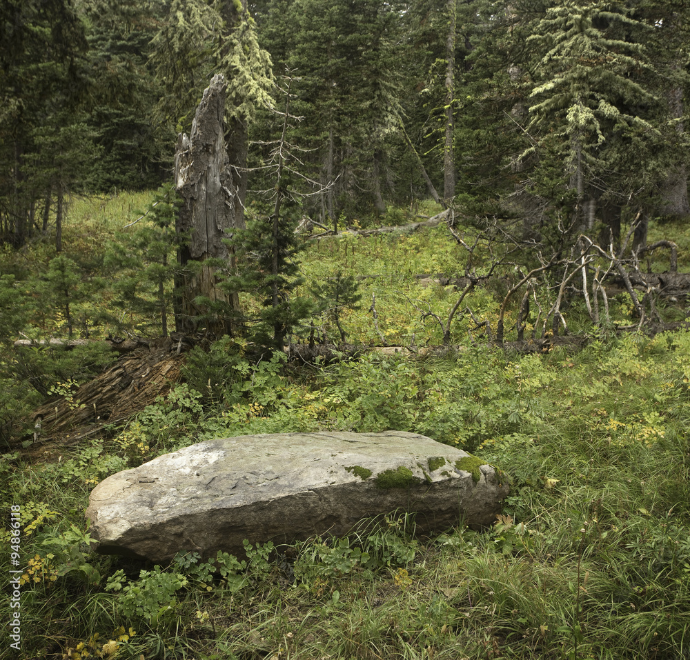 
Beautiful forest floor with many features, such as boulder, saplings, wildflowers, and fallen tree.  Taken near Bozeman, Montana and Yellowstone.
