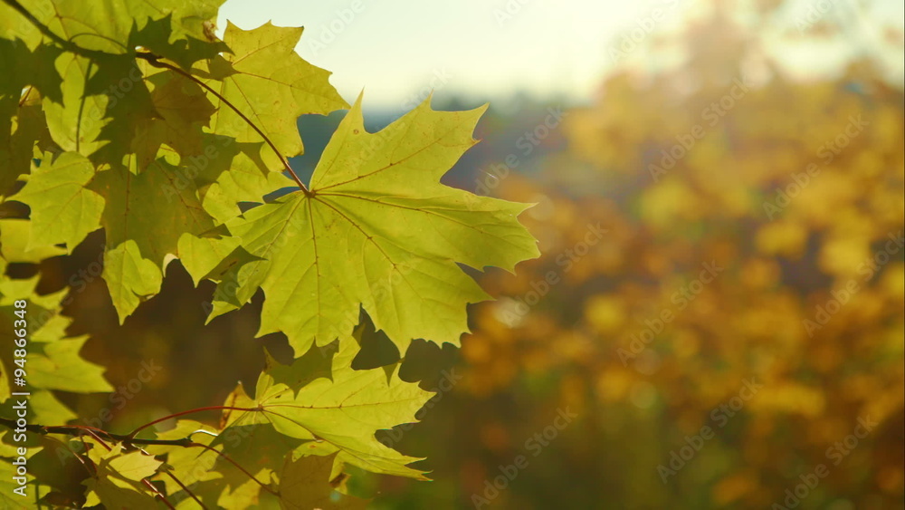 Autumn background Autumn background
