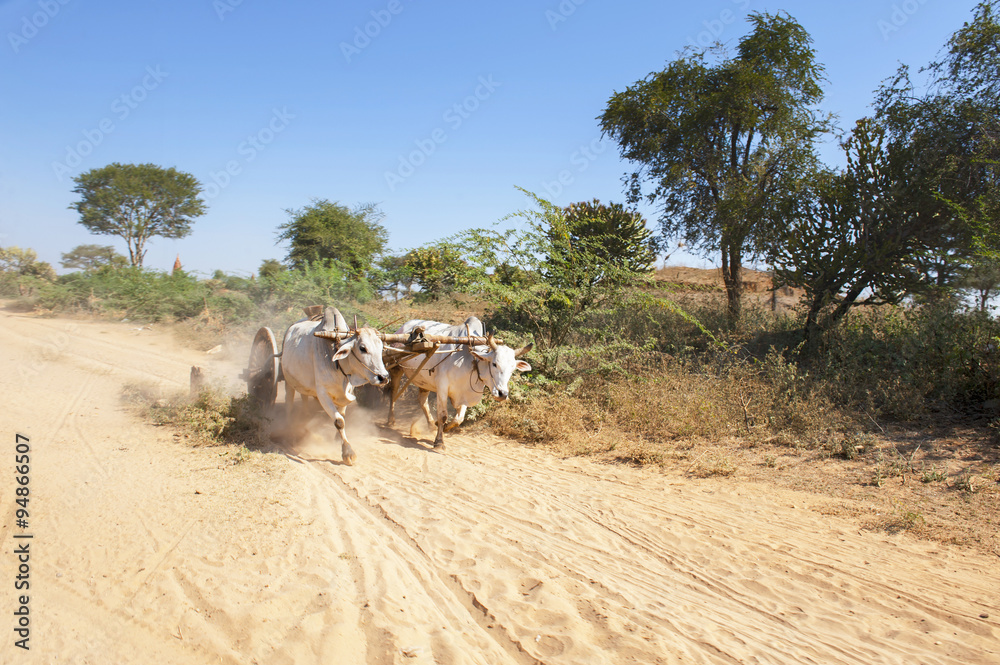 Obraz premium A yoke of running oxen on a dusty road
