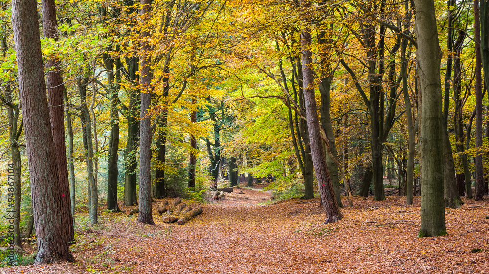 Autumn colors in the forest of Nartional park the Hoge Veluwe in