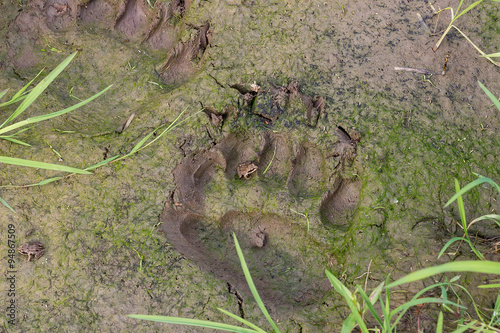 Fresh traces of brown bear
