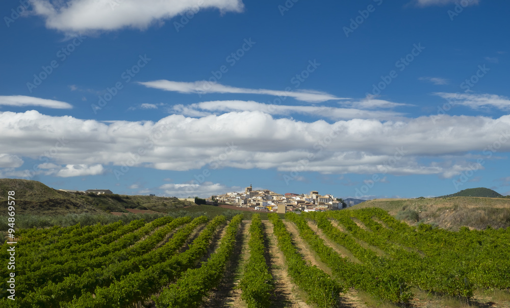 Vineyards, wine on the Way of St. James, Zirauki, Navarra