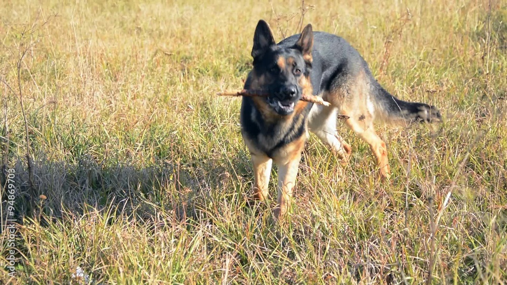 German shepherd dog running with stick in his mouth. German shepherd dog running with stick in his mouth.