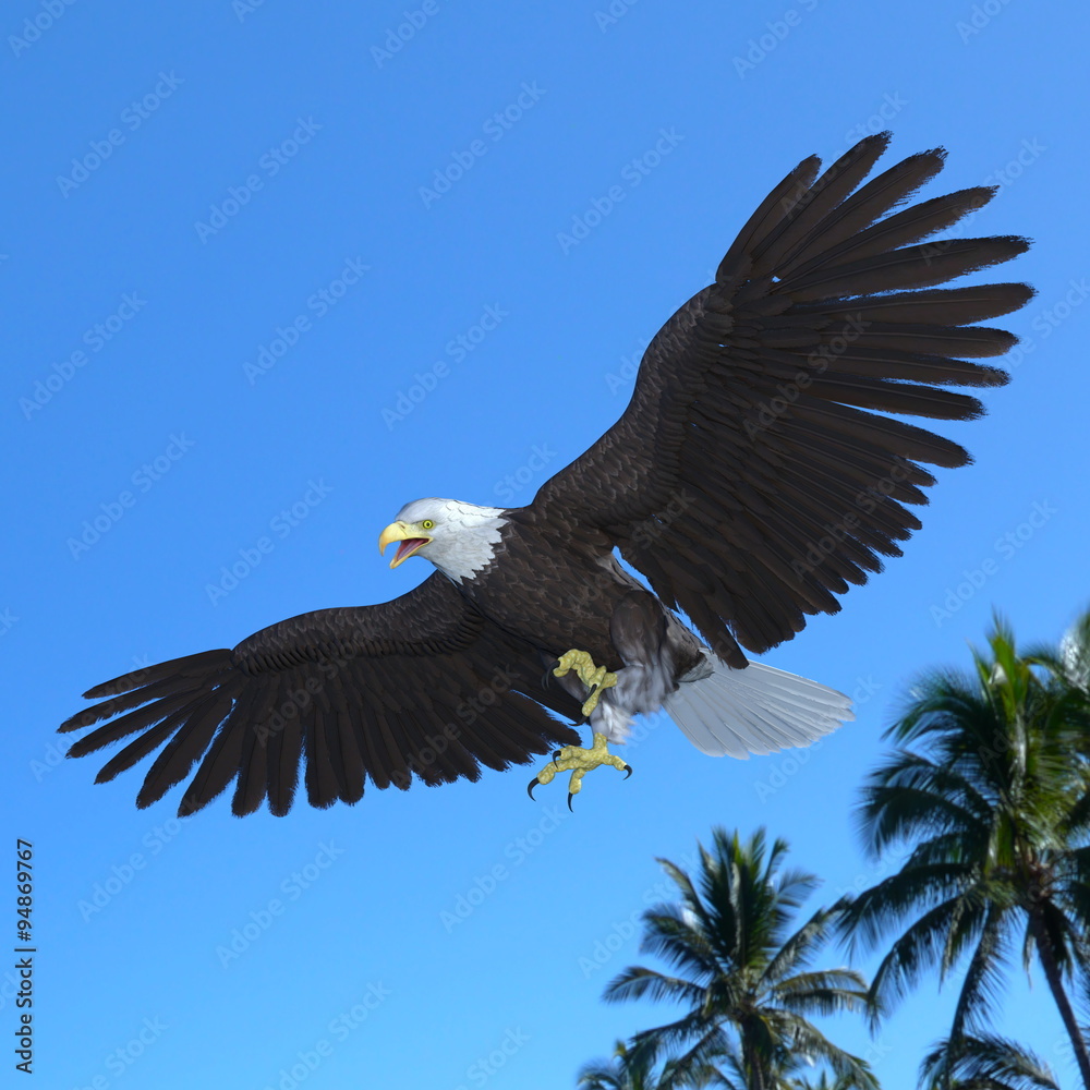 白頭鷲 Images Browse 116 Stock Photos Vectors And Video Adobe Stock