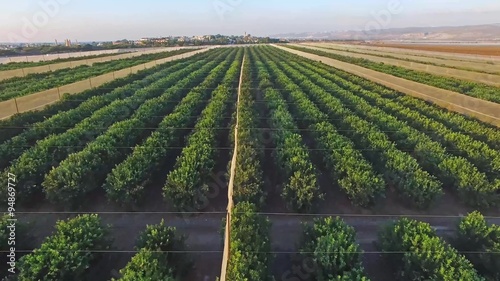 Aerial footage of orange groves and farmland
