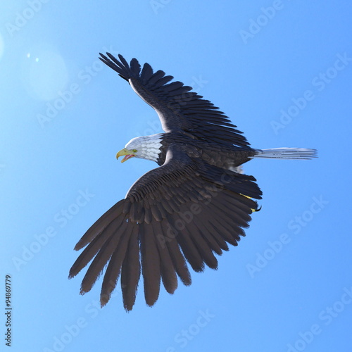 白頭鷲 Stock イラスト Adobe Stock