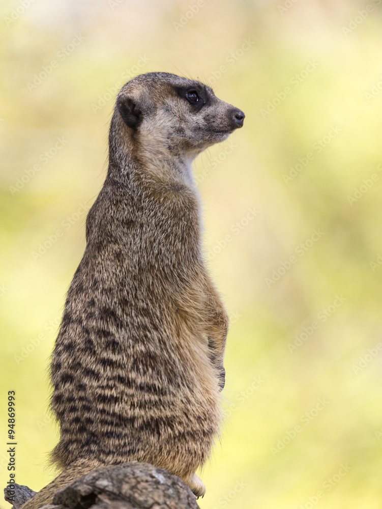 Fototapeta premium Meerkat