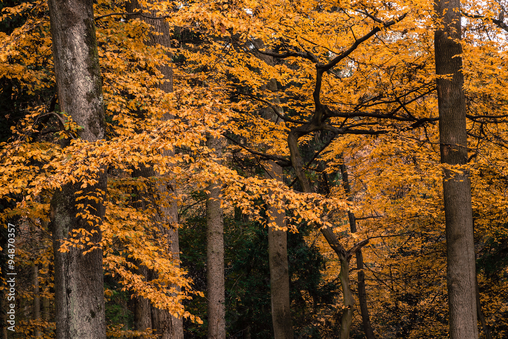Obraz premium Herbst Wald Bäume