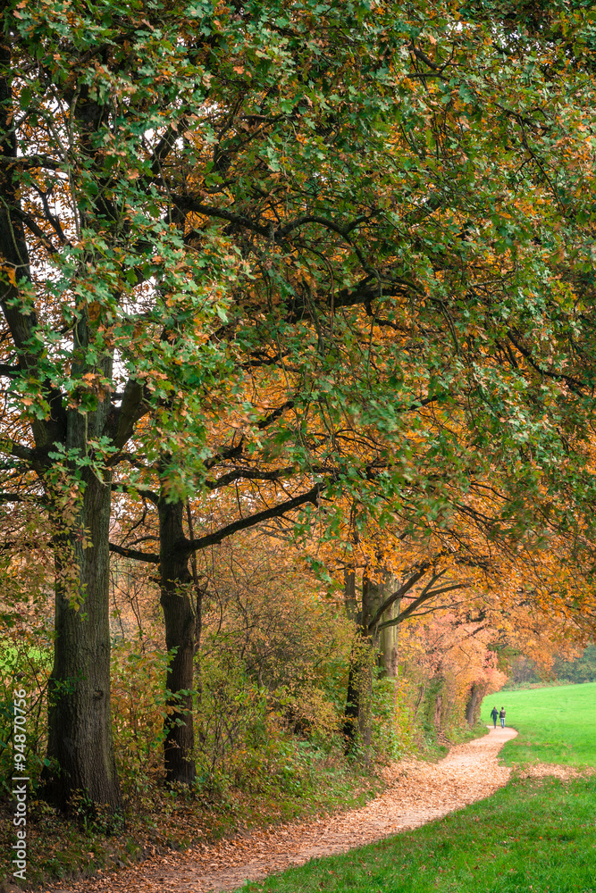 Herbst Wald Weg
