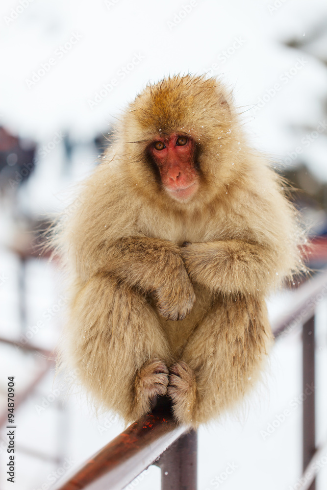 Naklejka premium Snow Monkey
