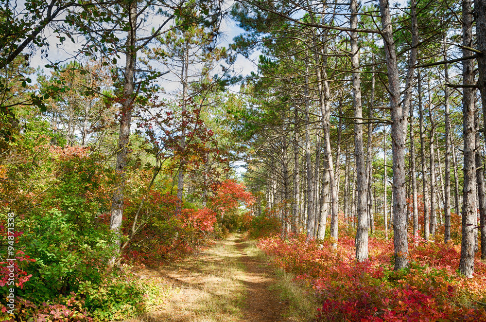 Fototapeta premium Autumn forest with pines stretching