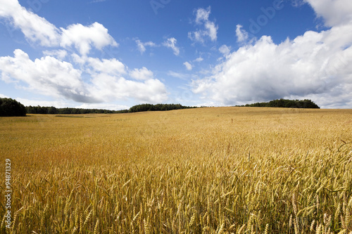   ripe yellow cereals