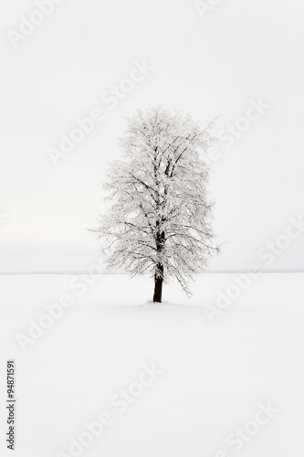 lonely tree .  snow.
