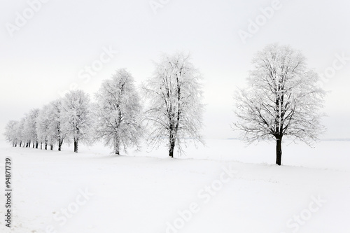 trees in winter 