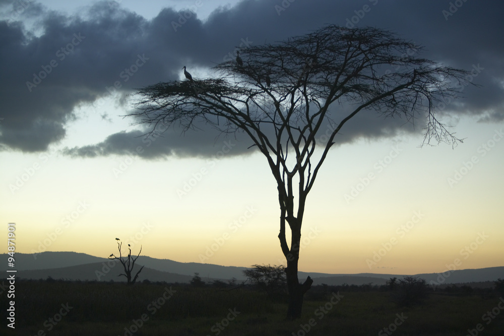 European storks at dusk on Acacia Tree in Lewa Conservancy, Kenya, Africa