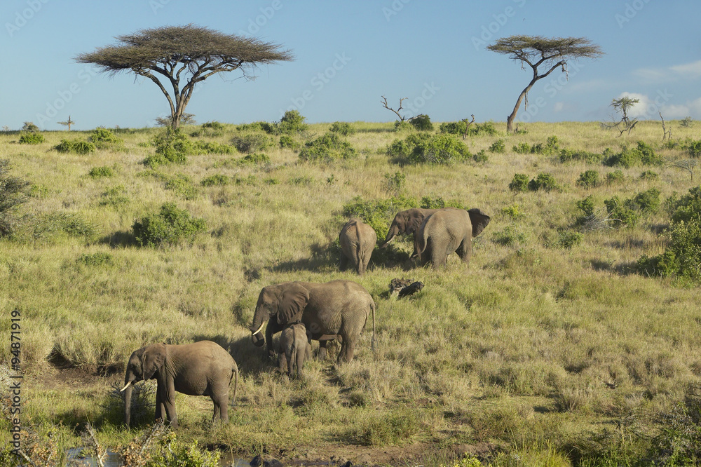 African Elephants in afternoon light at Lewa Conservancy, Kenya, Africa